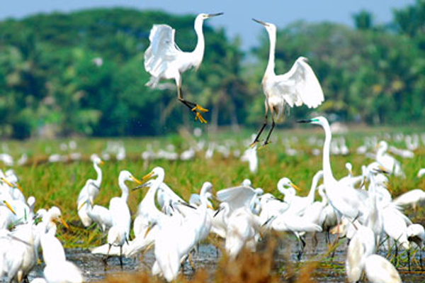 Top Tempo Travellers On Rent in Alappuzha